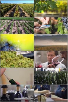 酒加工視頻素材下載, 酒加工AE模板下載